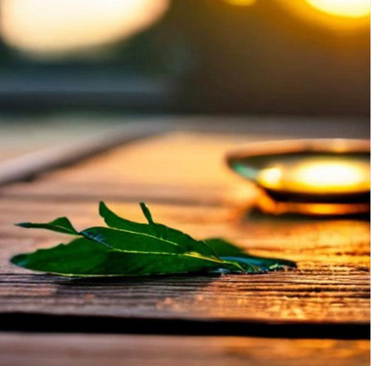 Why is Green Tea important to Jun Kombucha - Nunc Drinks